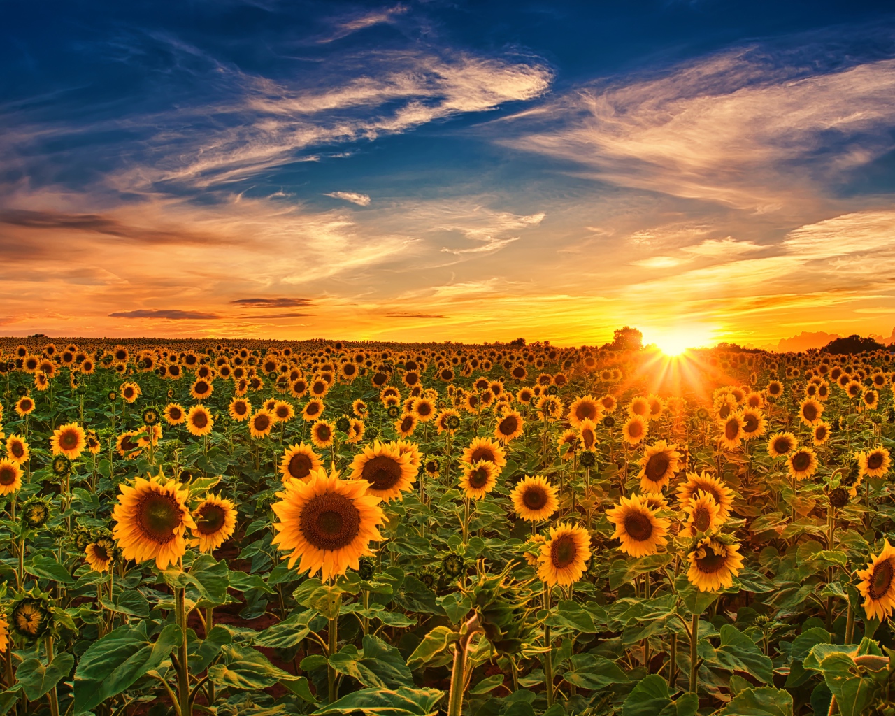 Больше поле с цветущими подсолнухами на закате солнца