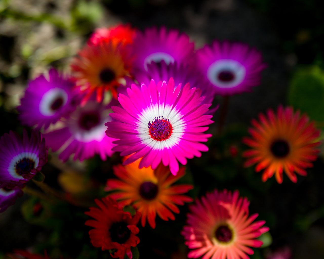 Разноцветные яркие цветы летом 