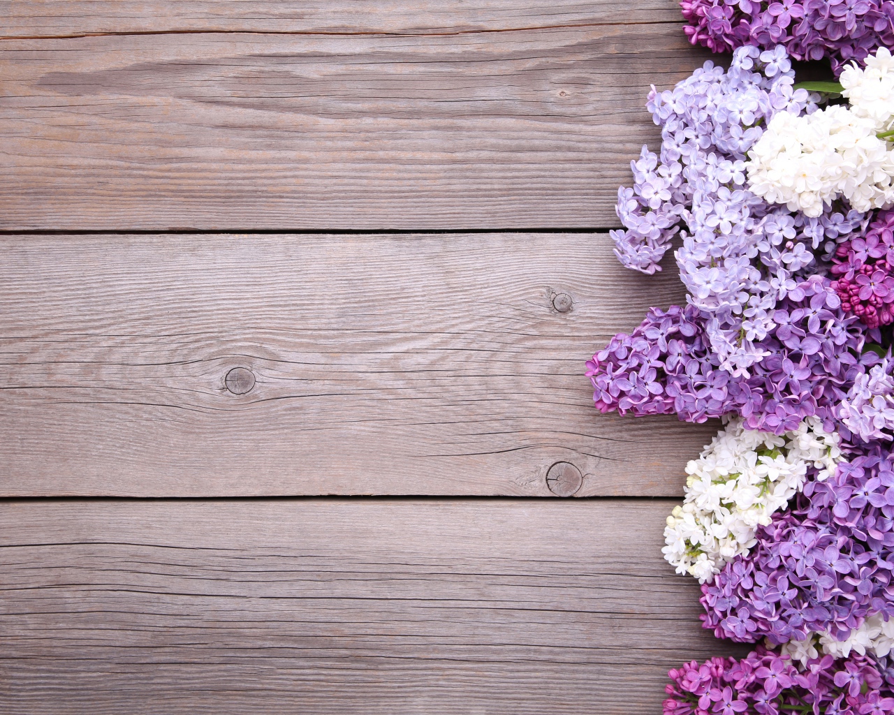 Разноцветные цветы сирени на деревянном фоне