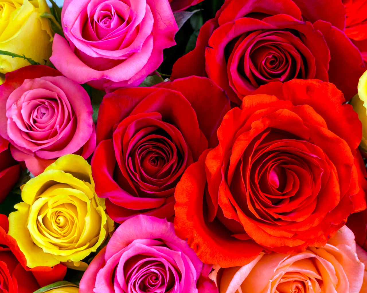 Разноцветные розы крупным планом