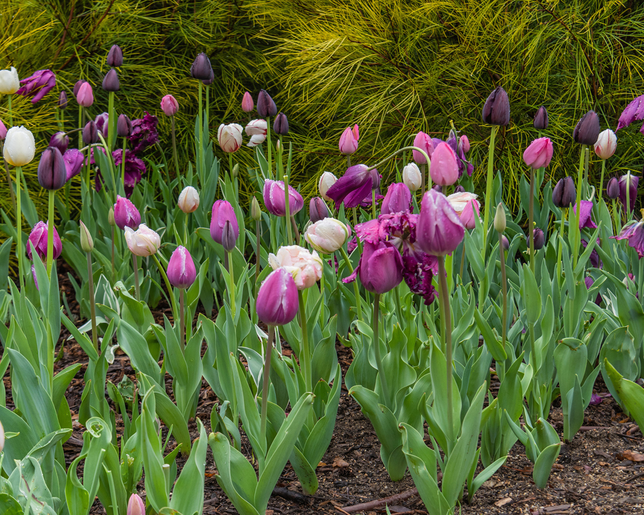 Разноцветные тюльпаны на клумбе 