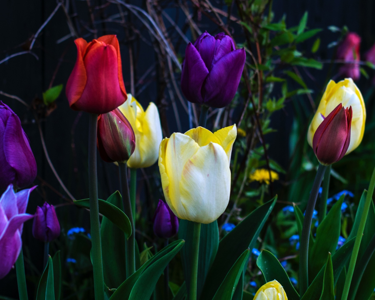 Разноцветные тюльпаны на клумбе крупным планом