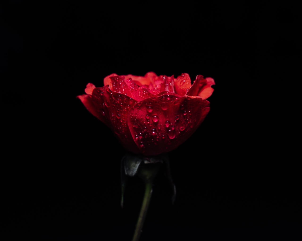 Одна красная роза в каплях воды на черном фоне