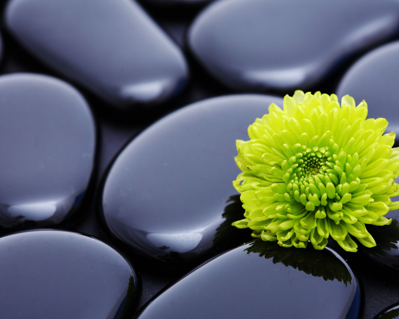 Оранжевый цветок хризантемы на черных камнях 