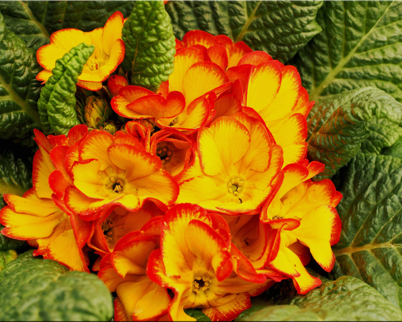 Оранжевый комнатный цветок примула с зелеными листьями