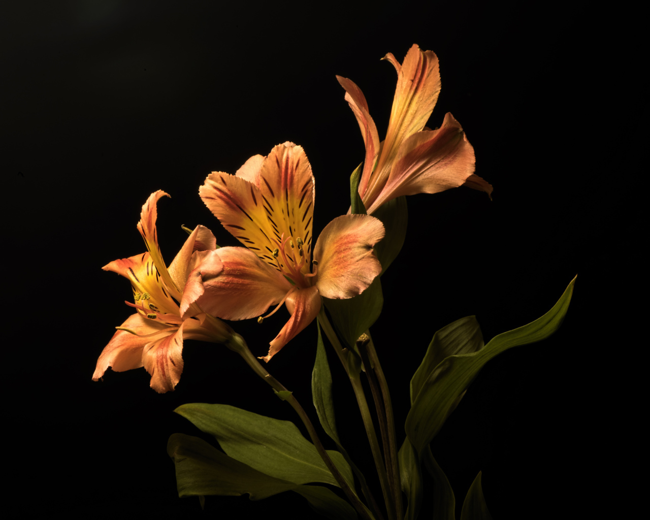 Оранжевые цветы альстромерия на черном фоне