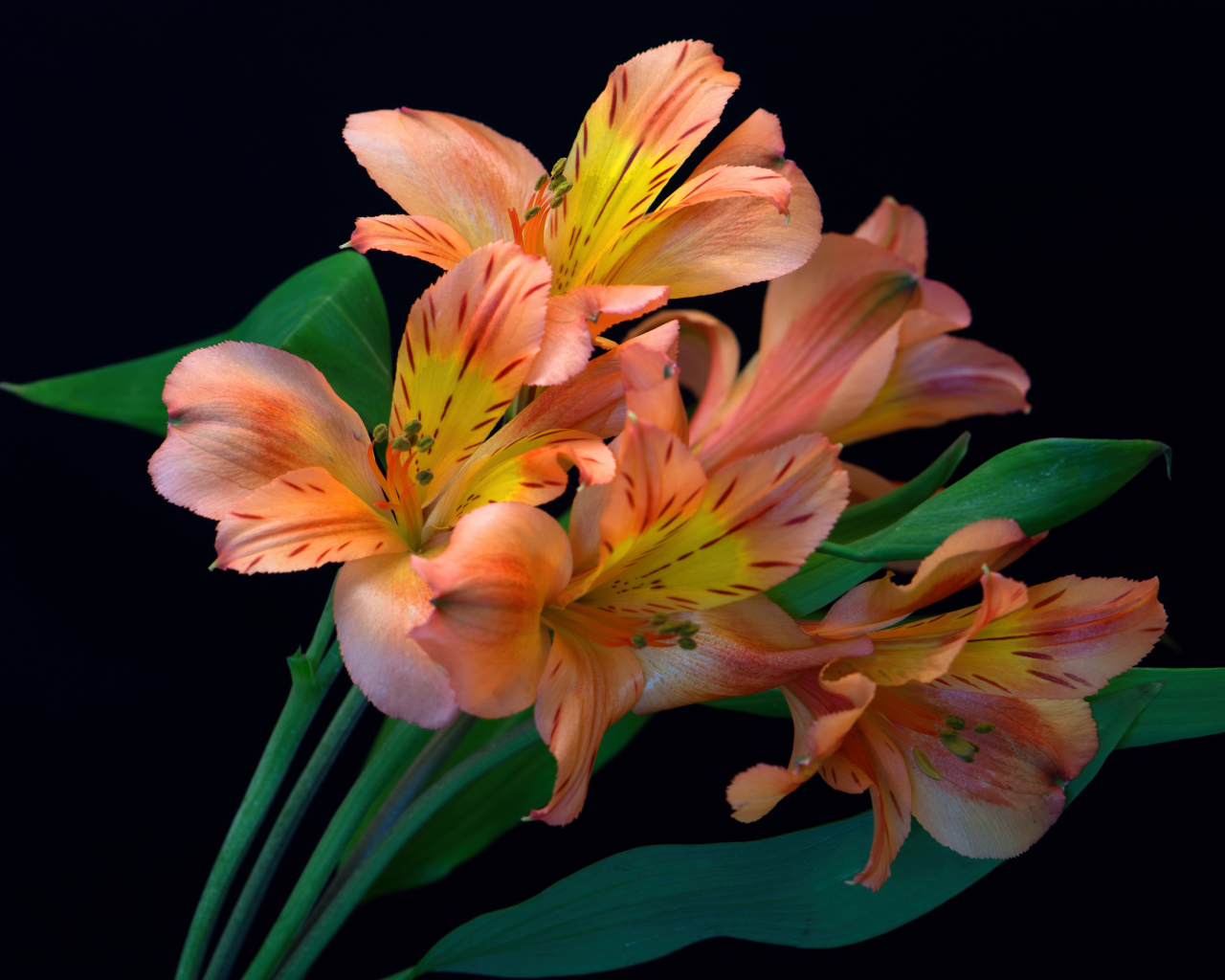 Оранжевые цветы альстромерии на черном фоне 