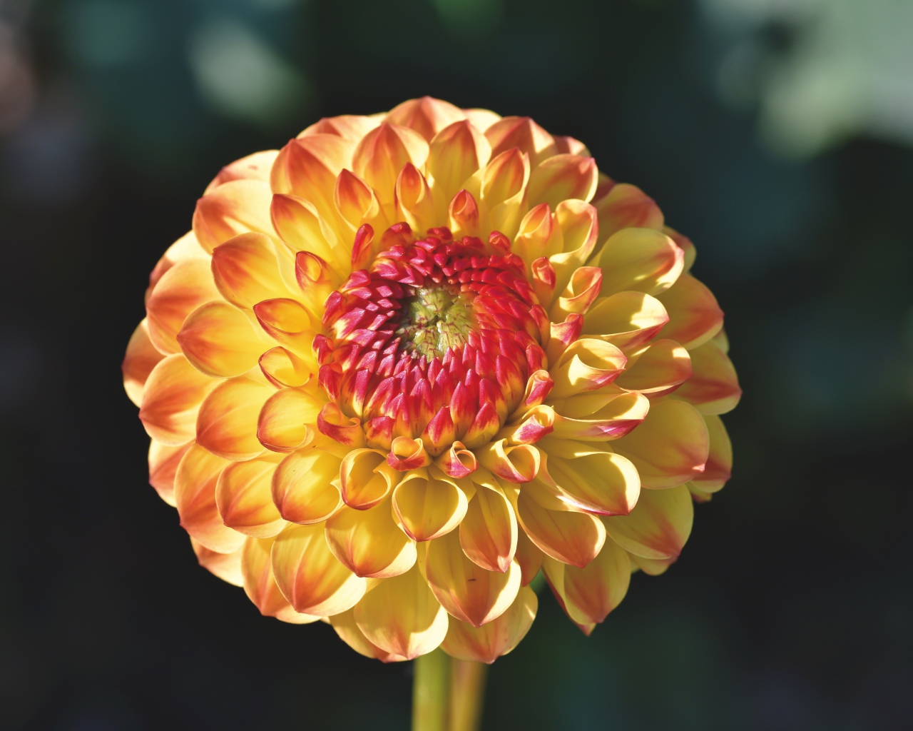 Оранжевый красивый цветок георгины крупным планом