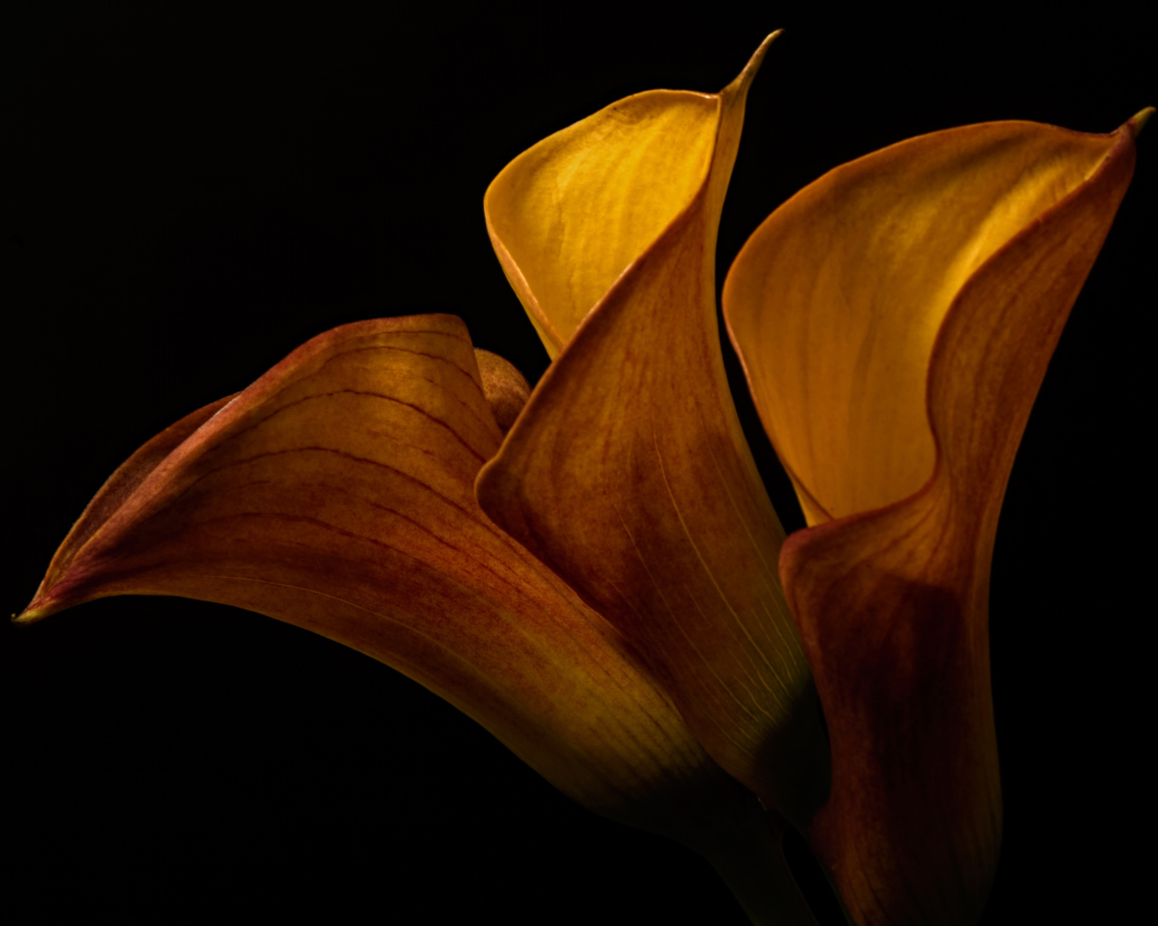 Оранжевые цветы каллы на черном фоне крупным планом