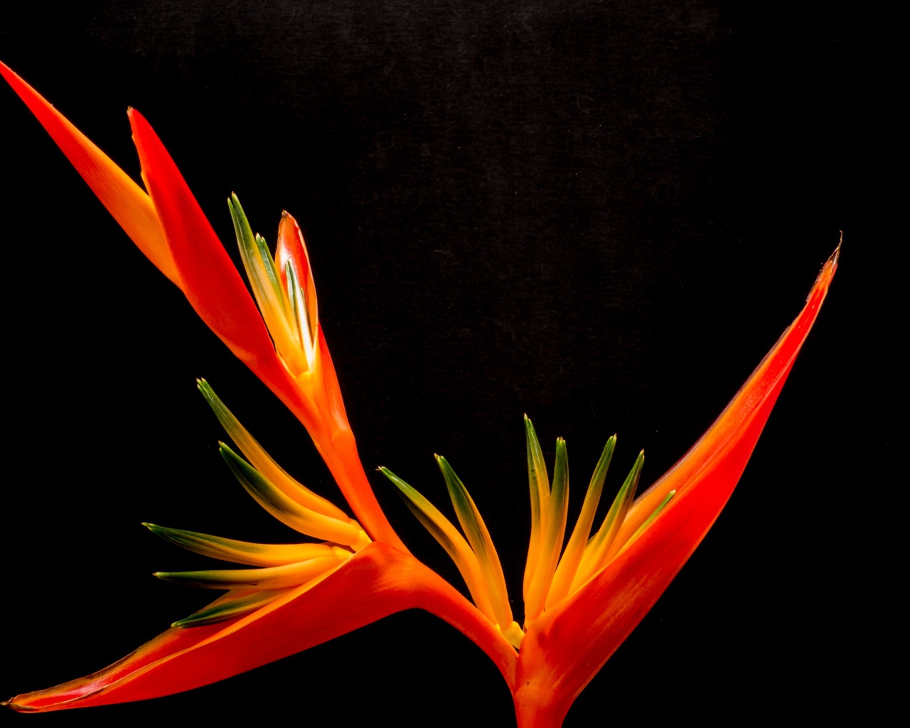 Оранжевый цветок канны на черном фоне