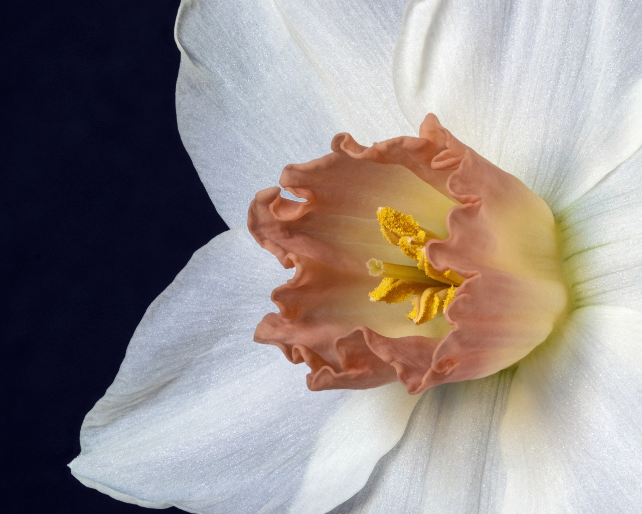 Оранжевая серединка белого нарцисса 