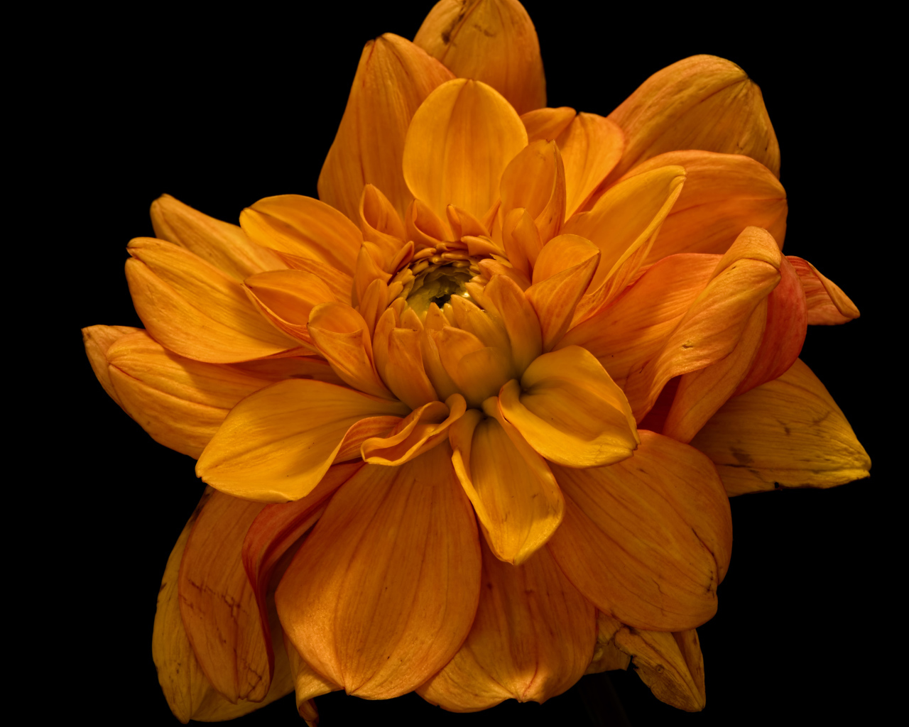 Цветок оранжевой хризантемы на черном фоне крупным планом