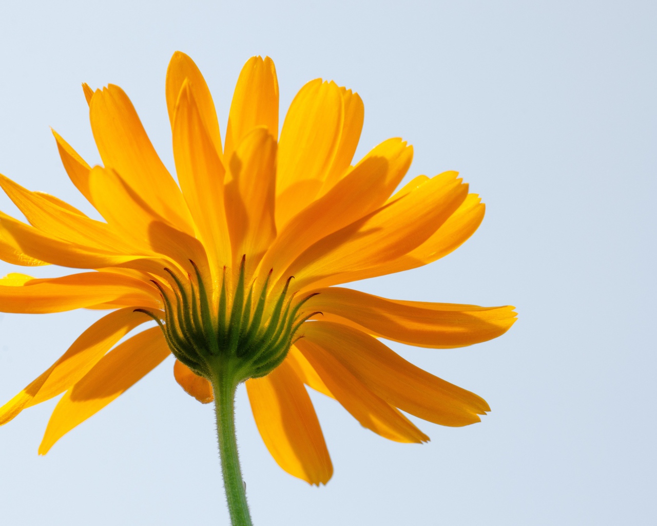 Оранжевый цветок ноготки на сером фоне 