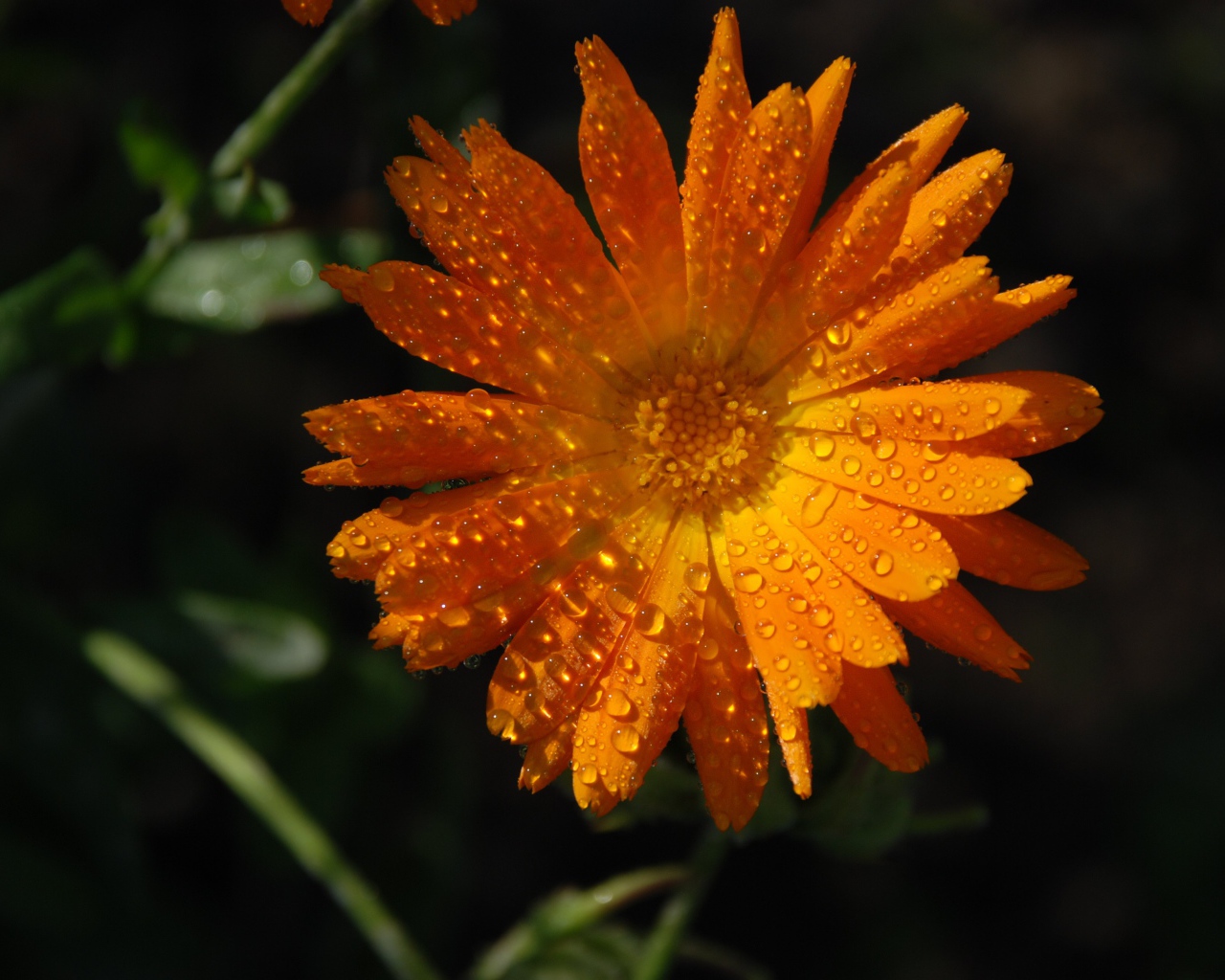 Оранжевый цветок календула в каплях росы