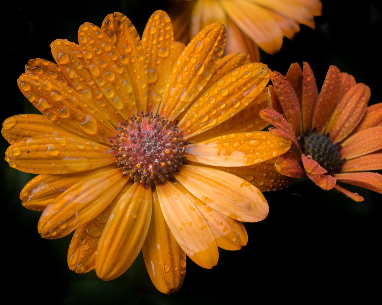 Оранжевые цветы в каплях росы на черном фоне