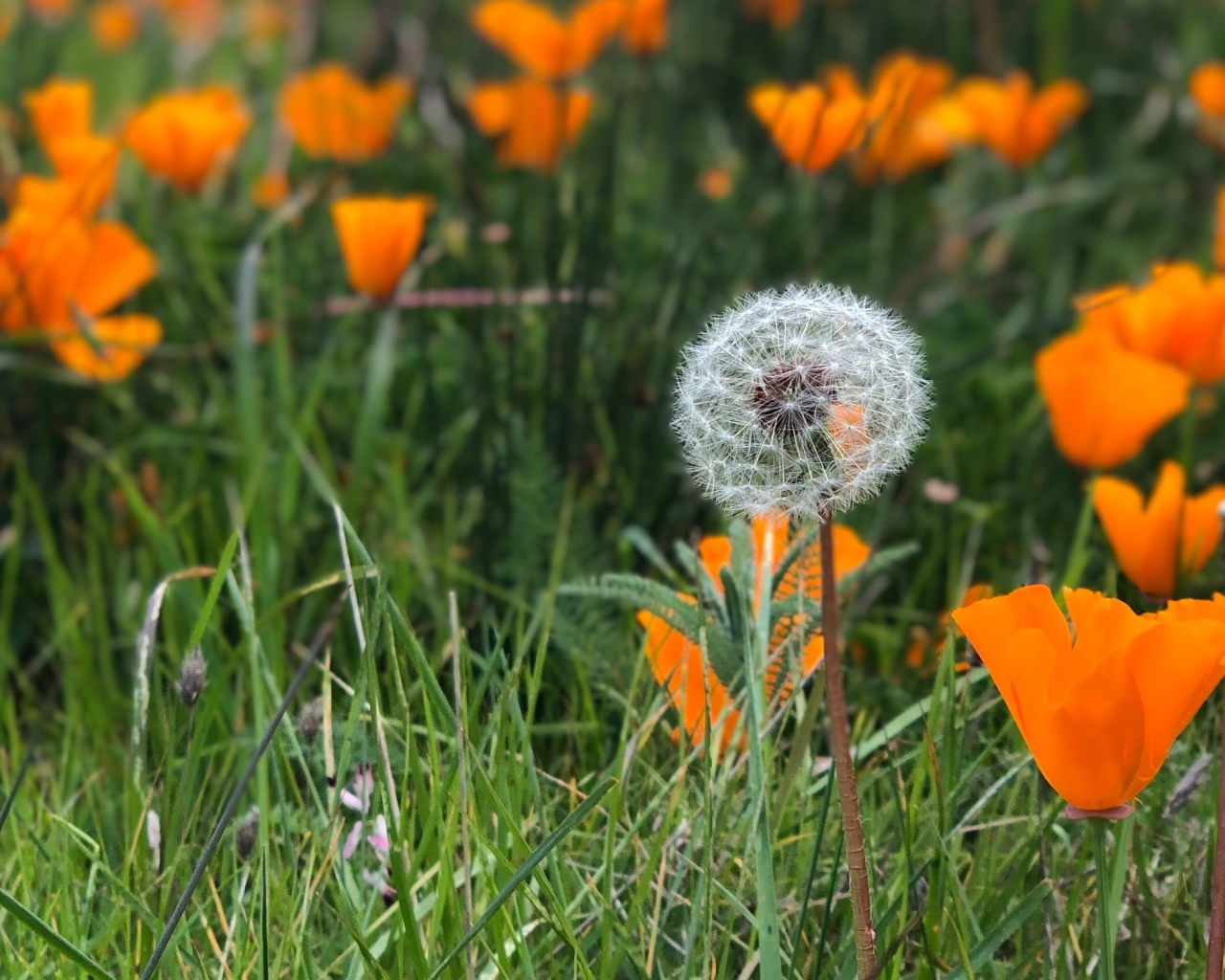 Оранжевые цветы эшшольции с белым одуванчиком