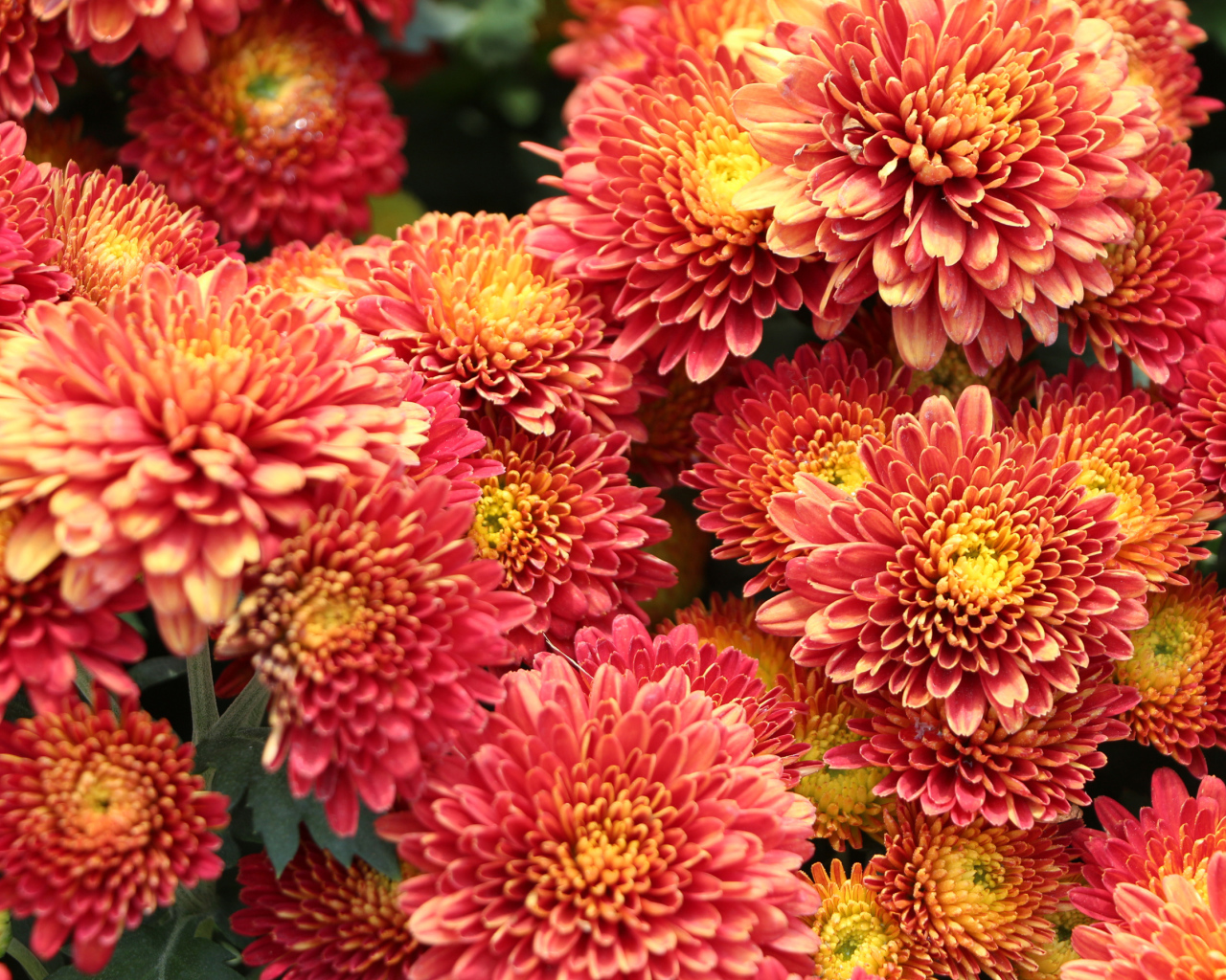 Оранжевые пушистые хризантемы крупным планом