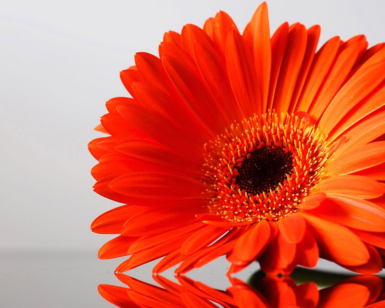 Оранжевый цветок герберы отражается в поверхности стола