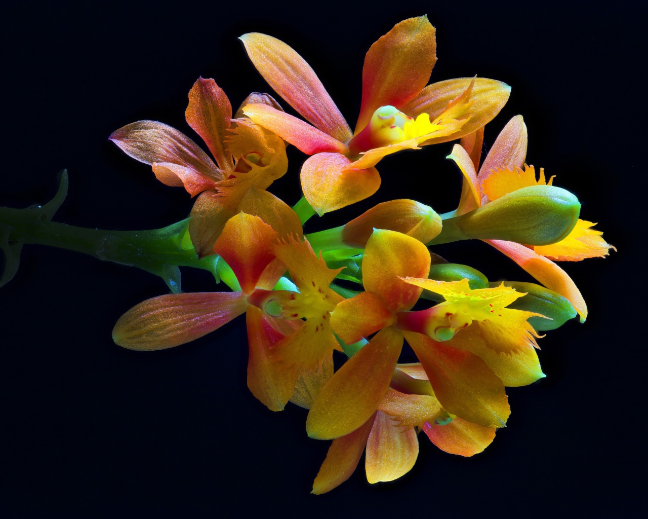 Оранжевые цветы орхидеи на черном фоне крупным планом