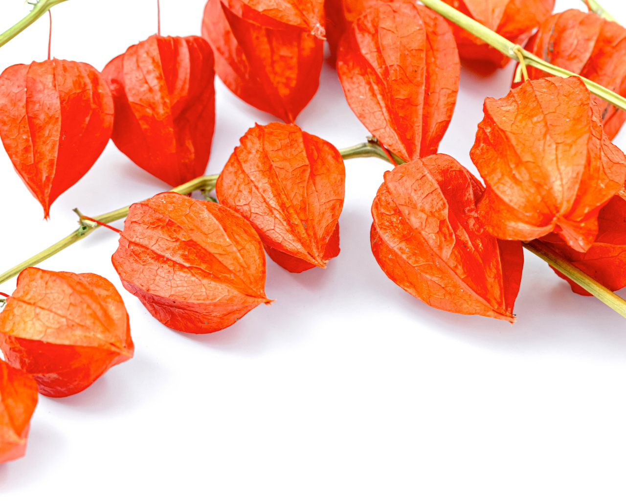 Оранжевые цветы физалиса на белом фоне 