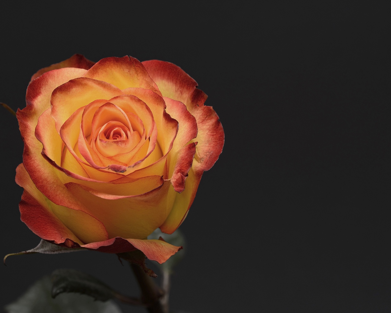 Оранжевая роза на сером фоне