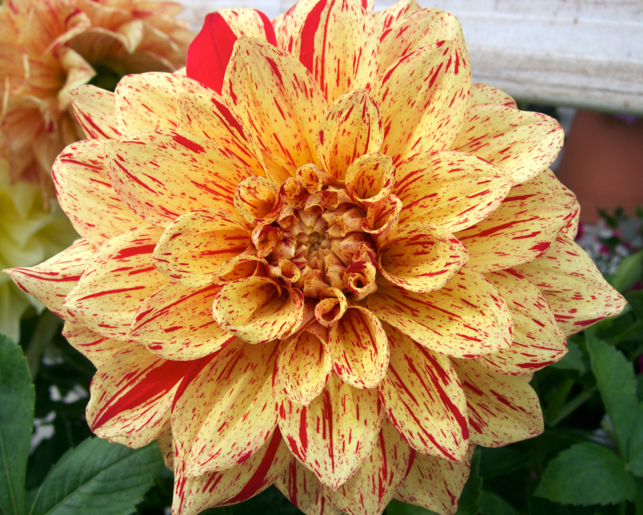 Оранжевая пятнистая георгина на клумбе 