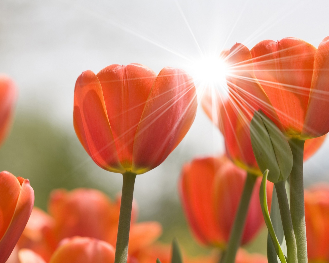 Оранжевые цветы тюльпана в лучах солнца 