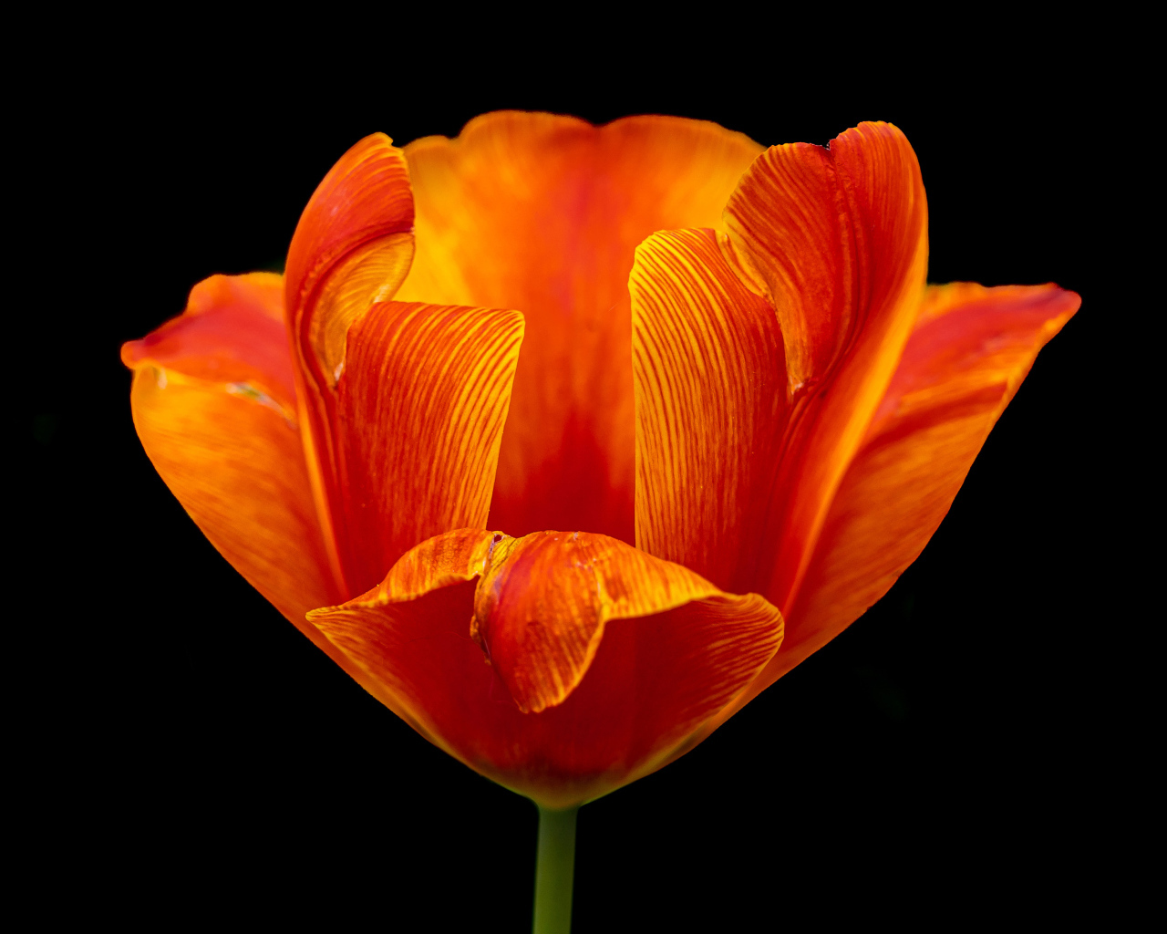 Оранжевый тюльпан на черном фоне крупным планом