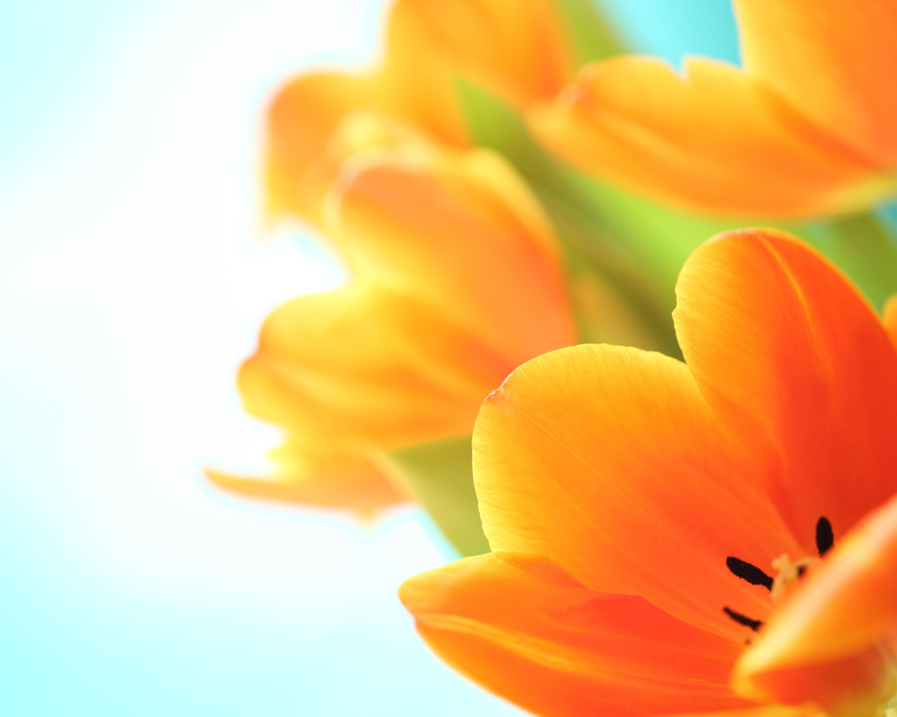 Оранжевый тюльпан на белом фоне крупным планом