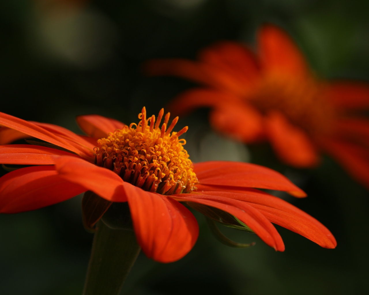 Оранжевый цветок цинния крупным планом