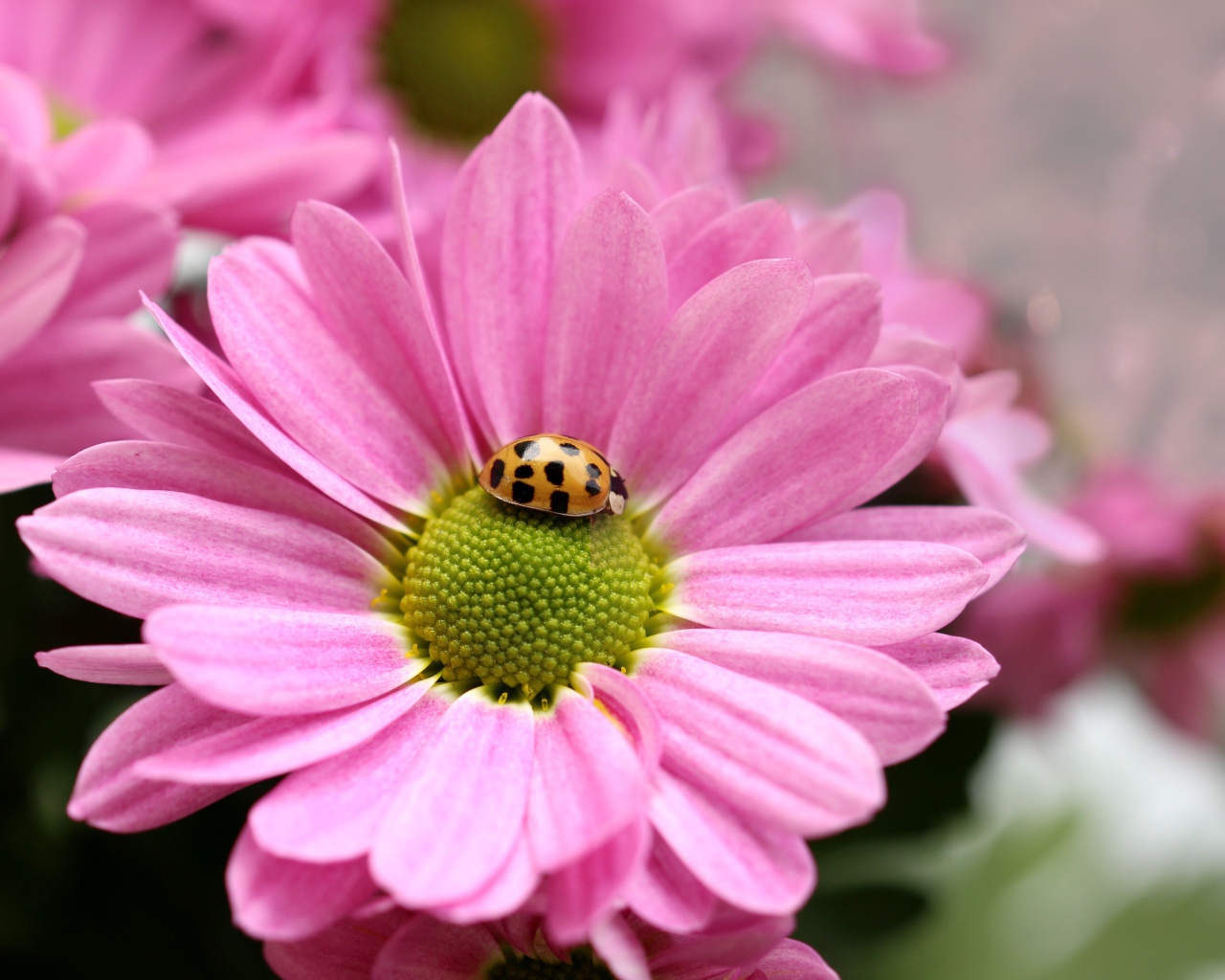 Розовый цветок хризантемы с божьей коровкой