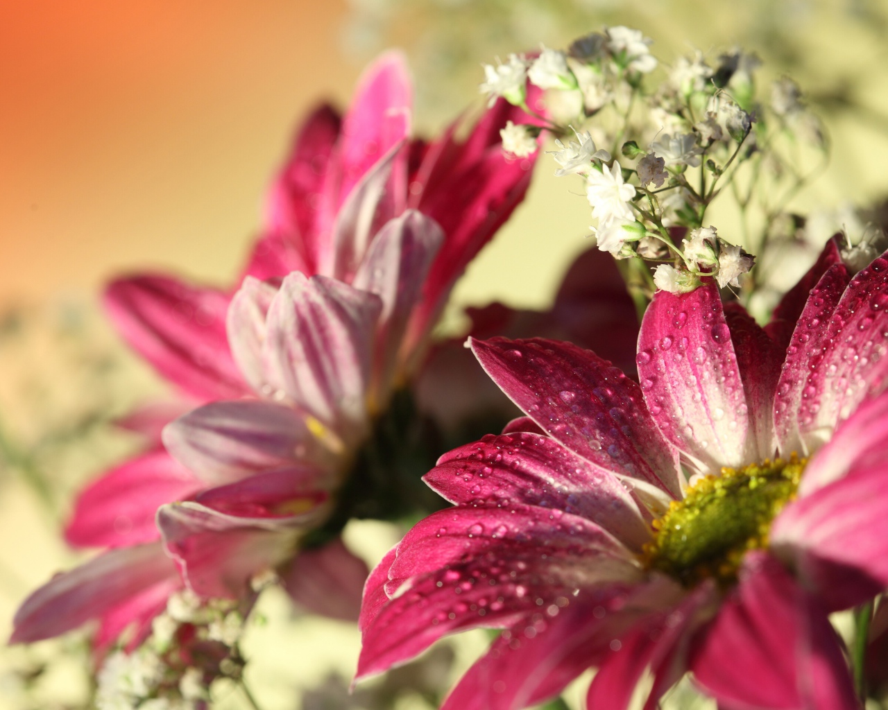 Розовые цветы хризантемы с белыми цветами