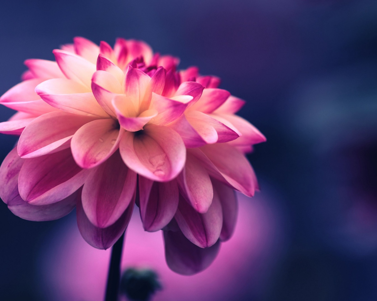 Розовый цветок георгина крупным планом