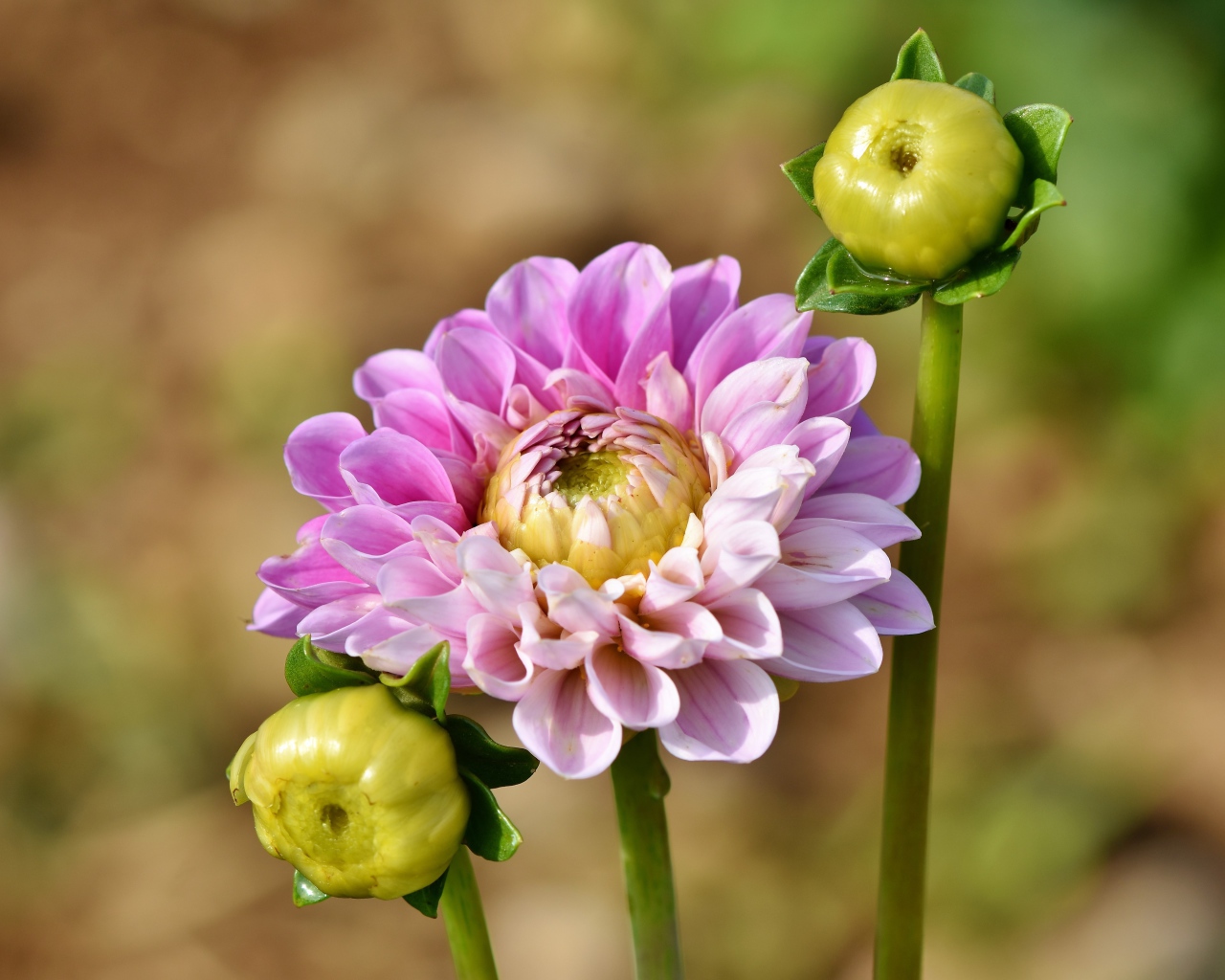 Розовый цветок георгины с двумя бутонами