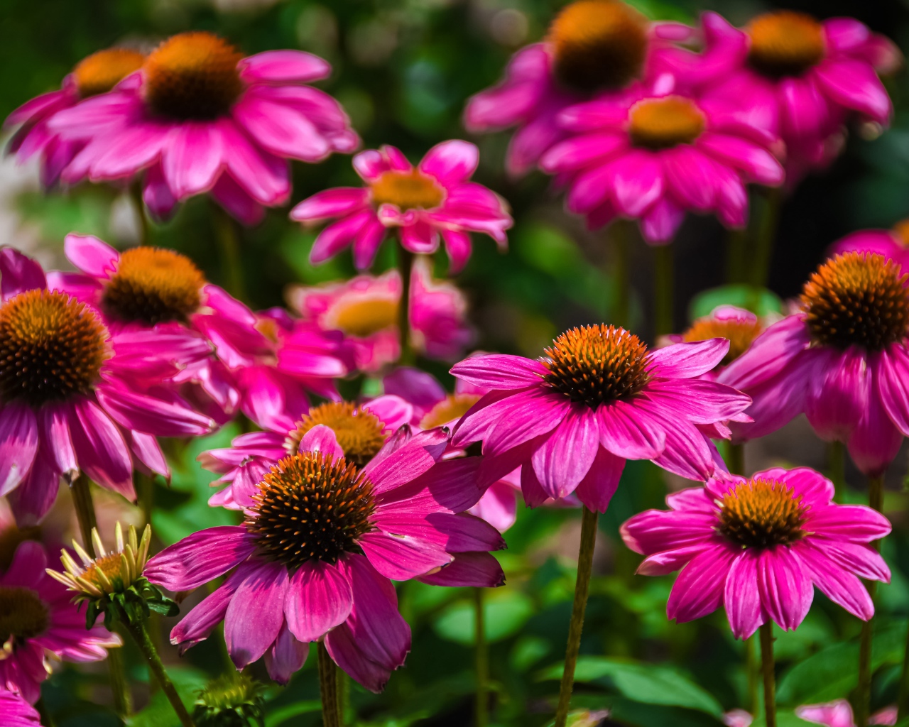 Розовые цветы эхинацеи крупным планом на клумбе 