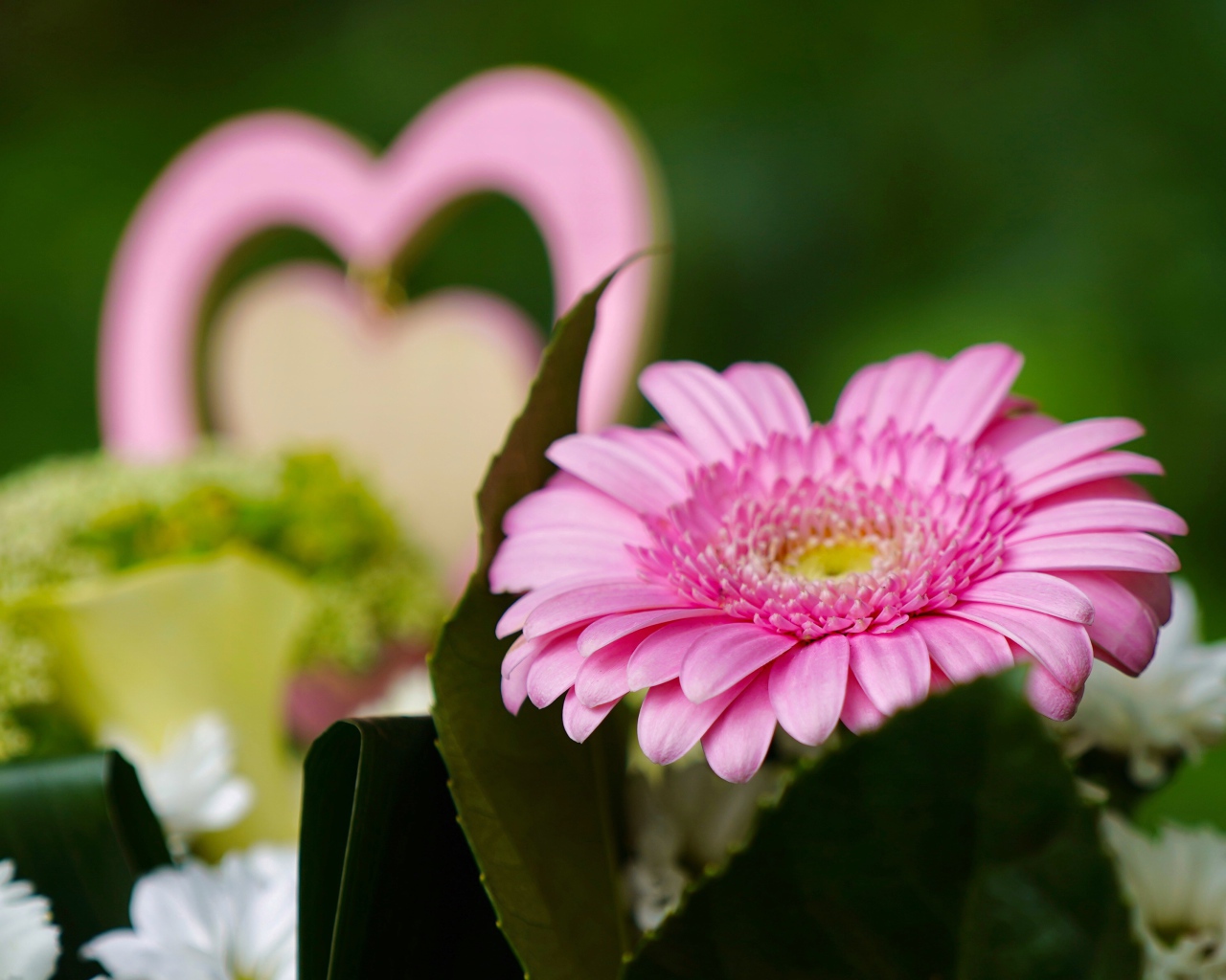 Розовый цветок герберы с зелеными листьями