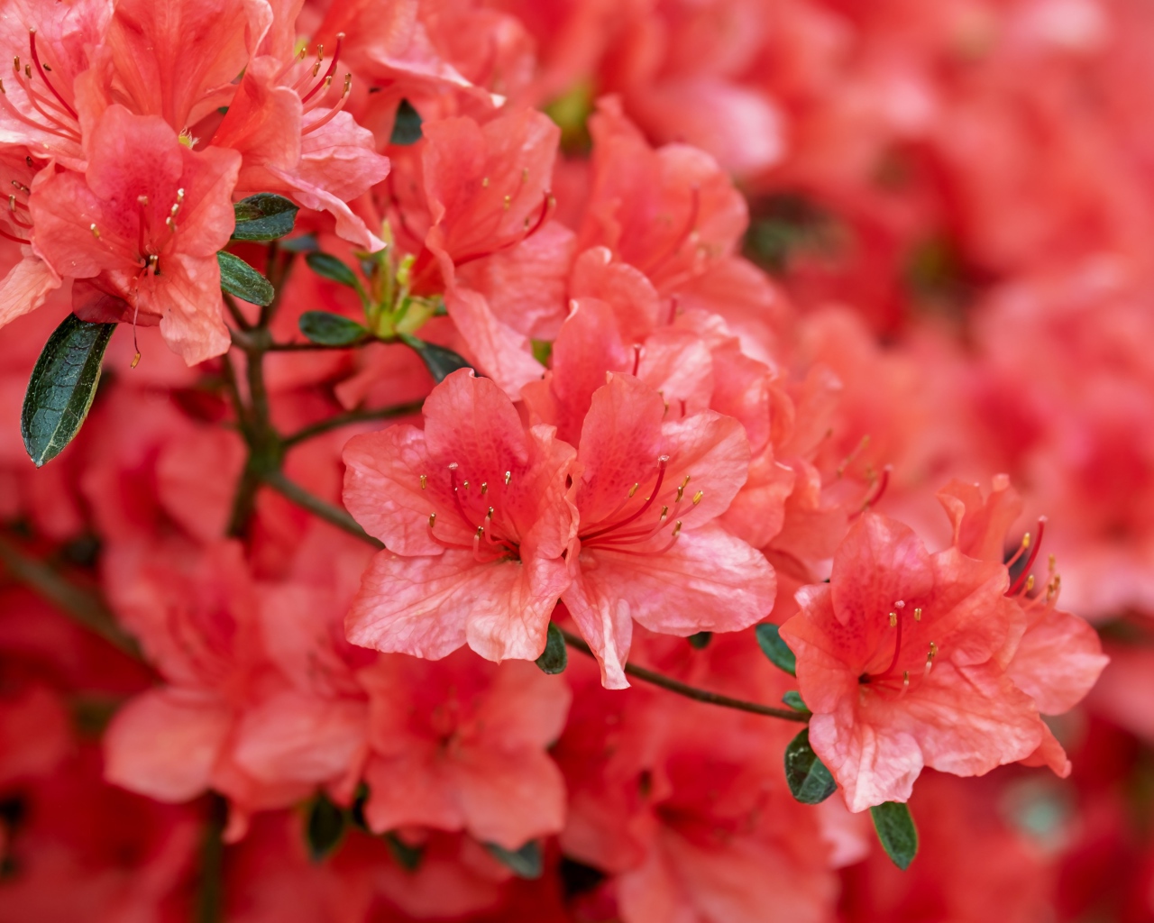 Розовые цветы рододендрон крупным планом