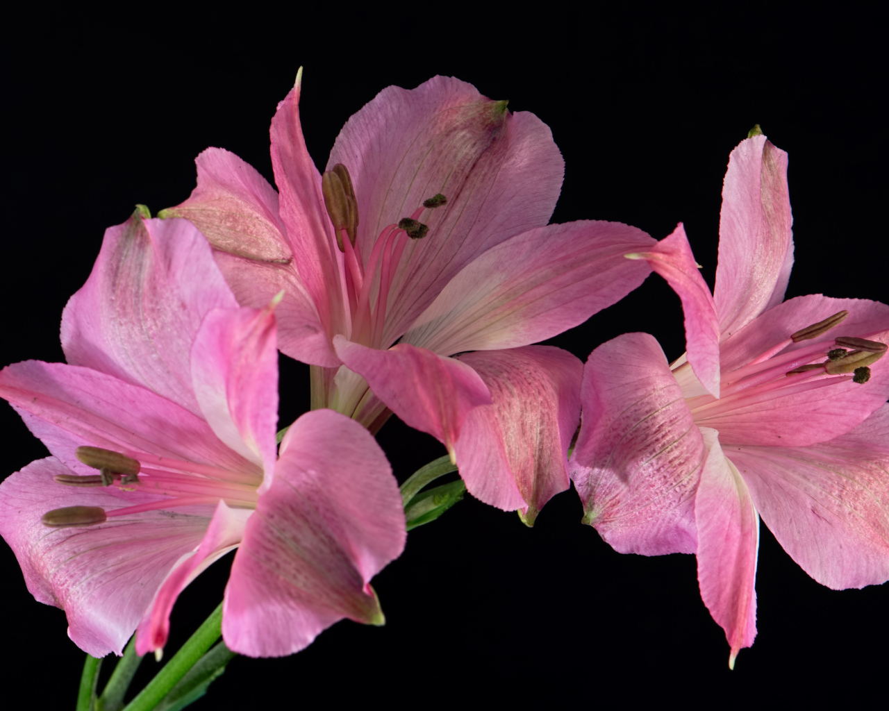 Розовые цветы альстромерия на черном фоне