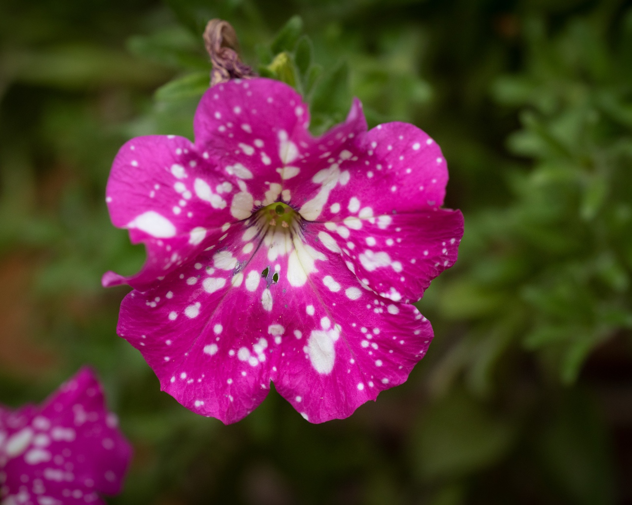 Розовый с белыми пятнами цветок садовой петунии 