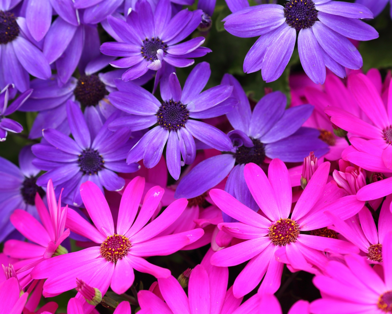 Розовые и фиолетовые цветы остеоспермум