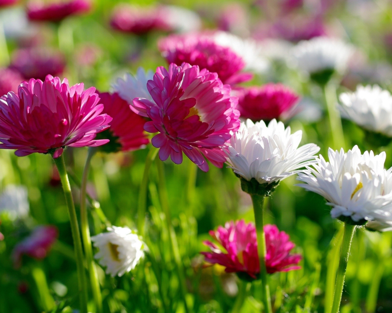 Розовые и белые маргаритки  в лучах солнца 