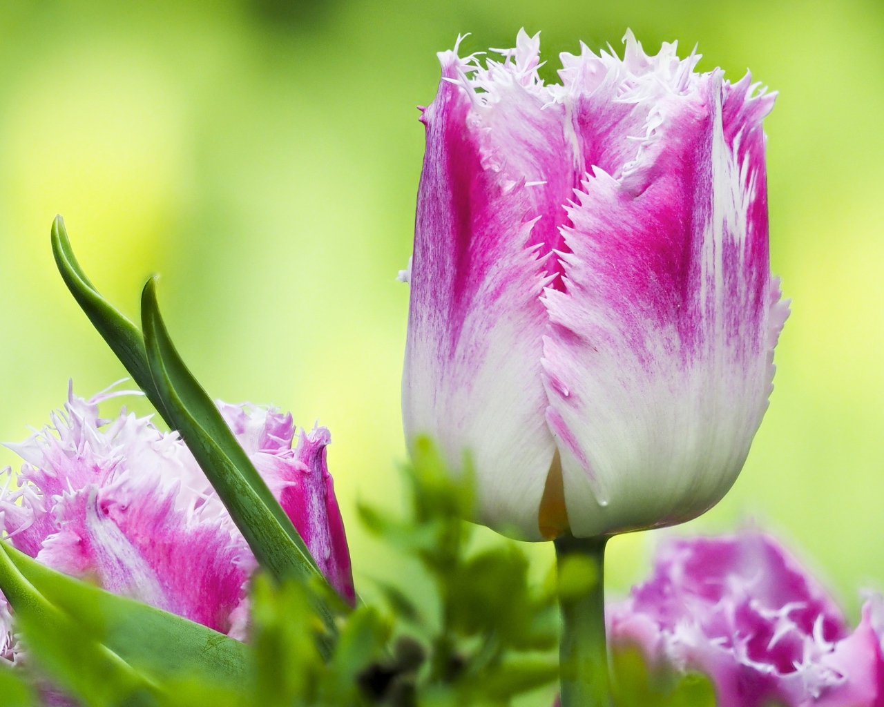 Розовый с белым тюльпан с волнистыми лепестками крупным планом