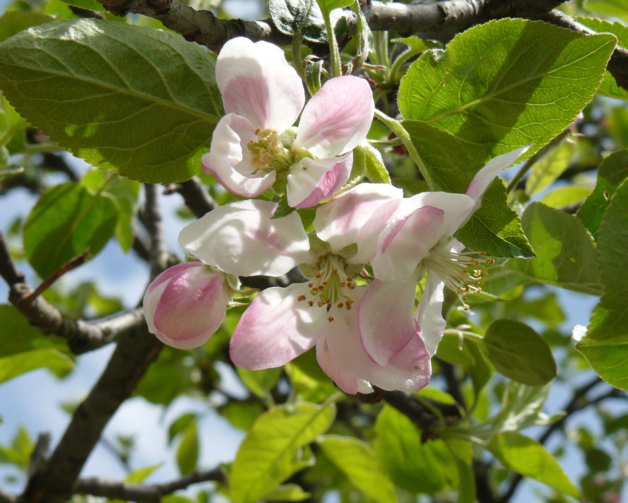 Розовые цветы яблони в зеленых листьях на дереве 