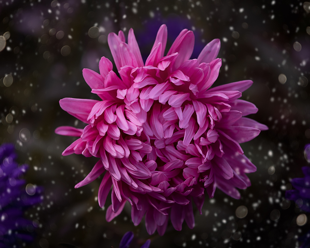 Розовый цветок астры крупным планом