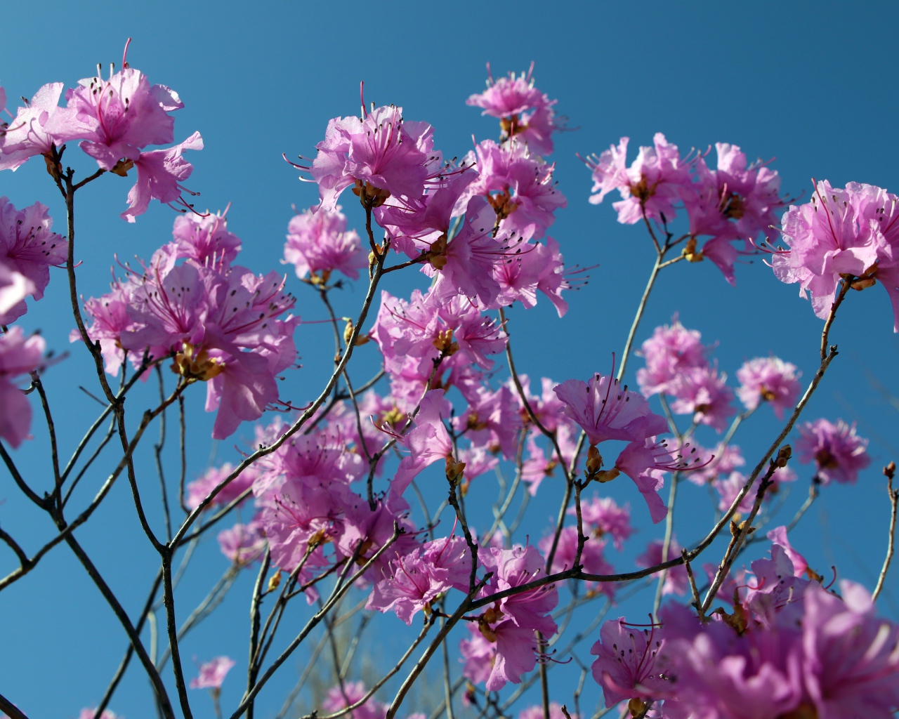 Розовые цветы азалия на ветках дерева на фоне голубого неба
