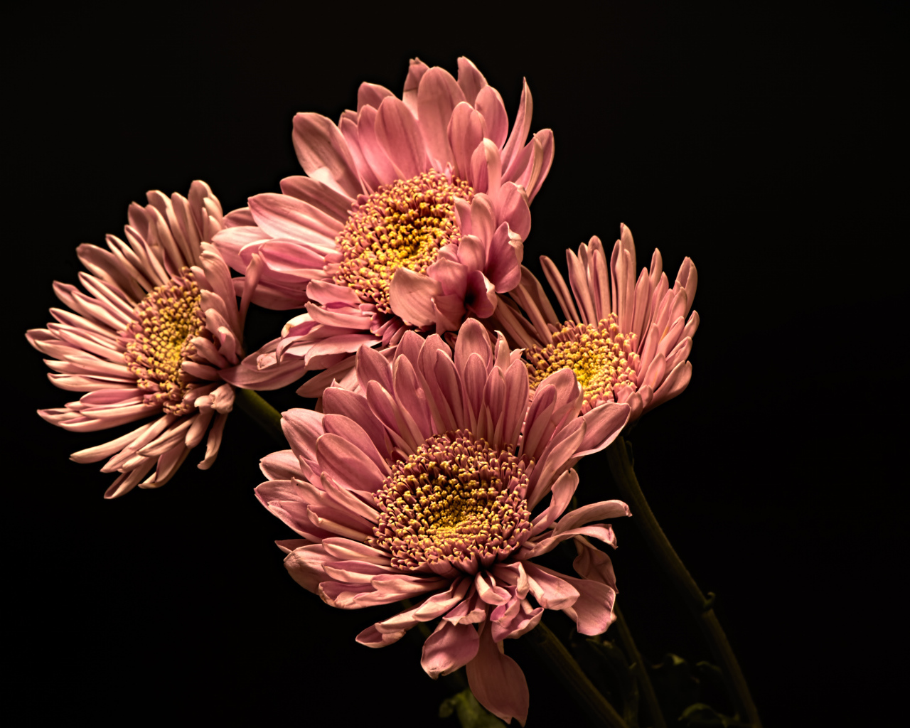 Розовые красивые хризантемы на черном фоне