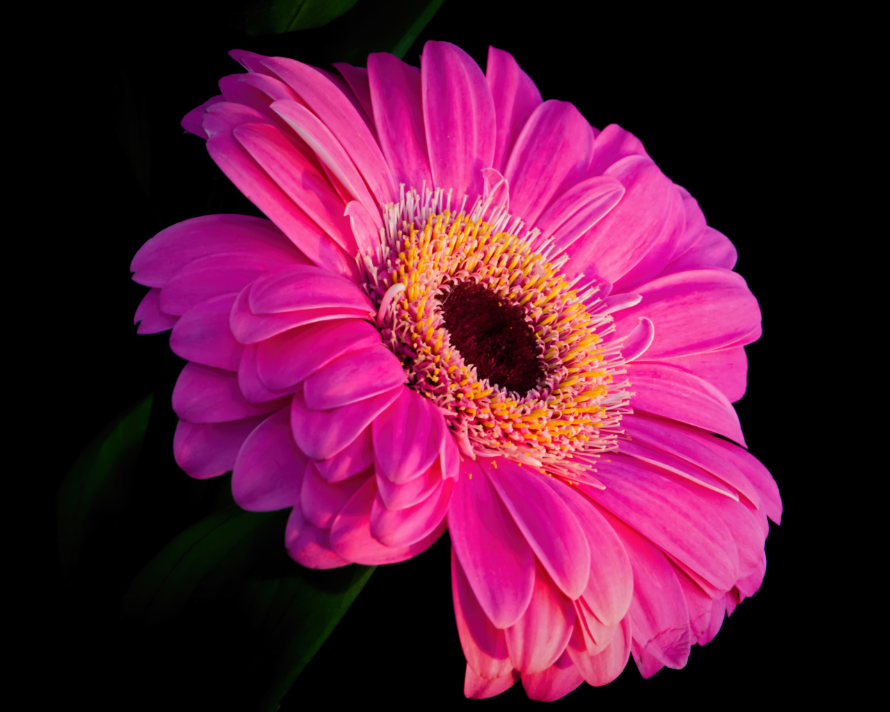 Розовый красивый цветок герберы на черном фоне