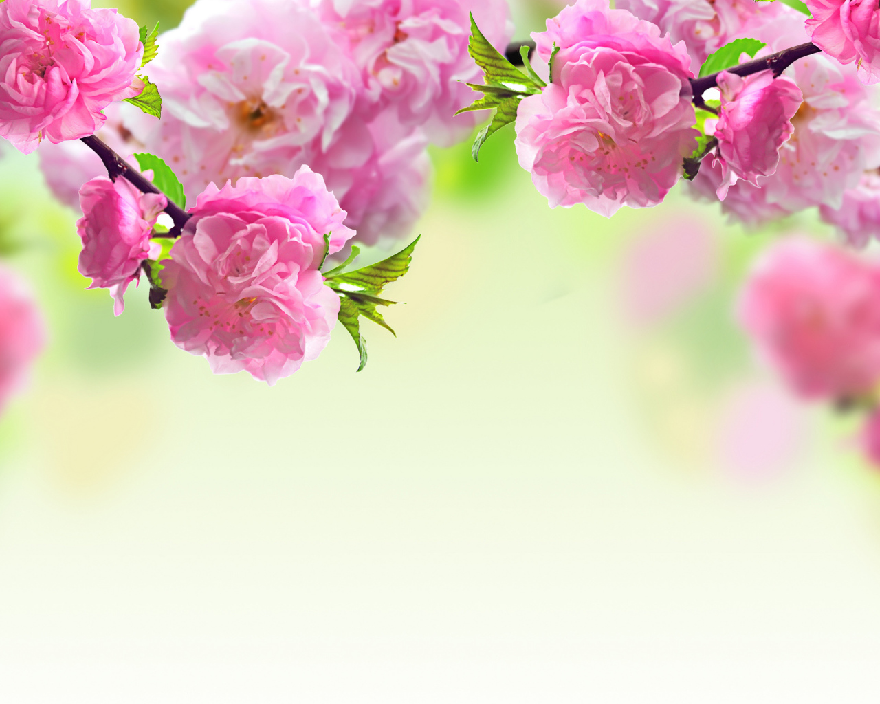 Pink beautiful louisania flowers closeup