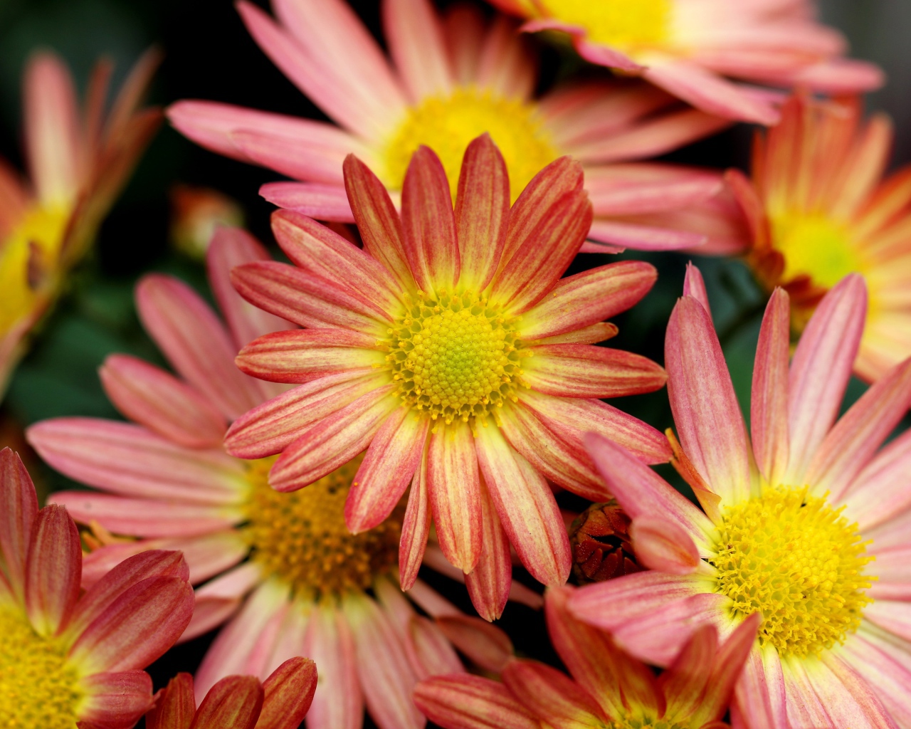 Розовые ромашковидные хризантемы крупным планом