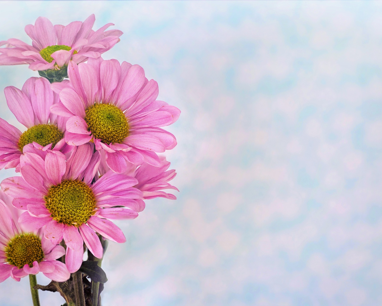 Розовые ромашковидные хризантемы на голубом фоне